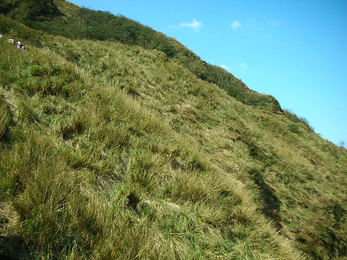 拍山上的芒草 拍山上的芒草