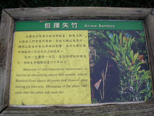 包籜矢竹 包籜矢竹