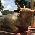 Bindyabasini Temple: Nandu the Ox