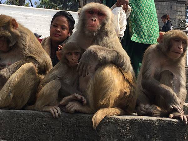 Pashupatinath