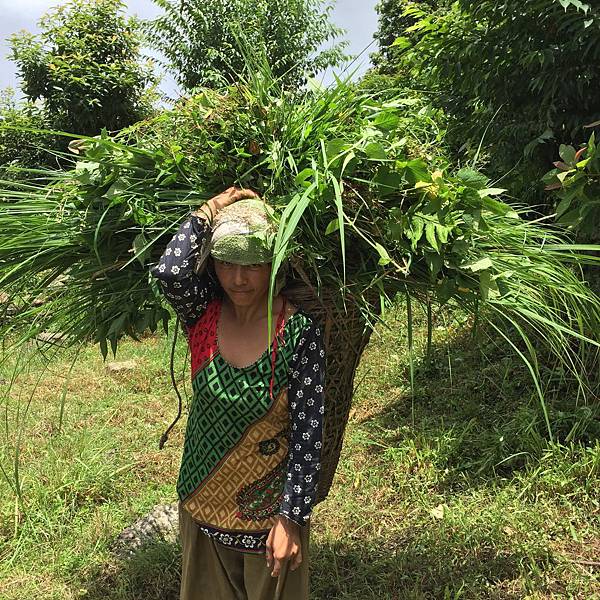 Asha women: Mina didi cutting grass for cattles