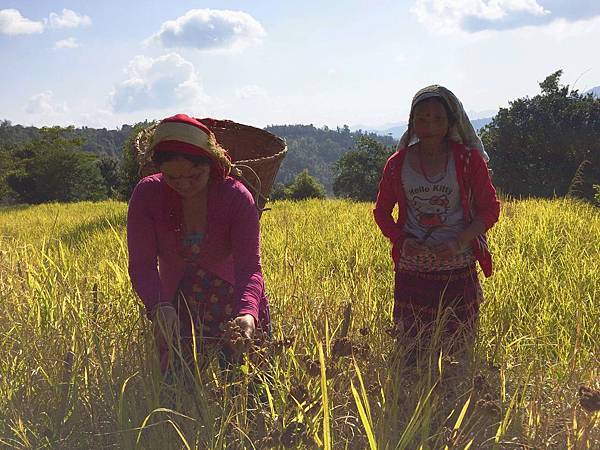 Asha women: Kalpana didi harvest kodo in her farm
