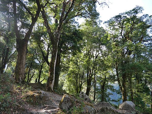 2017 Tilicho trek day 3: into the forest