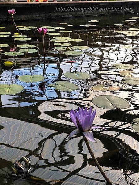 41990731_306141126867114_8710170848536821760_n.jpg 41990731_306141126867114_8710170848536821760_n.jpg