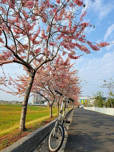 2023 仁德滯洪池花旗木