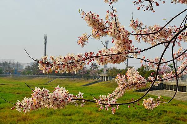 2023 仁德滯洪池花旗木