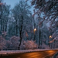 Nachtschnee wie Nachtsakura