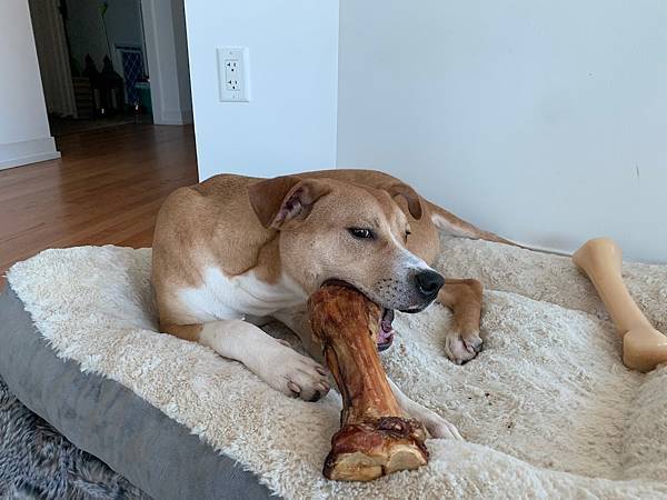 henry_easter_bone.jpg