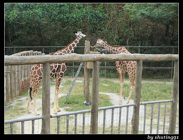 121103 3Y0M c 沖繩兒童王國 zoo (38)