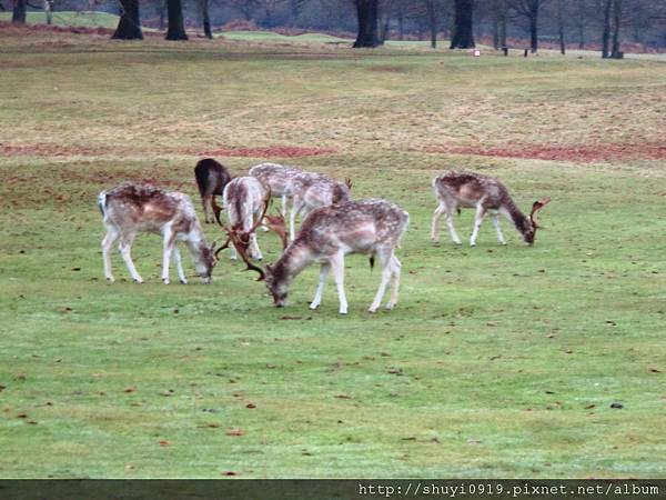 Wollaton Hall 's deer deer deer !