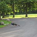 Prestonfiled House-peacock on the drive way