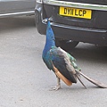 Prestonfiled House-peacock on the drive way