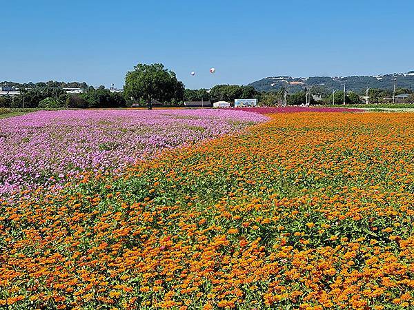 秋日花賞~~ 2023新社花海暨「台中國際花毯節」