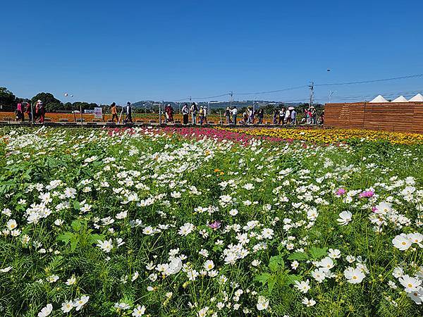 秋日花賞~~ 2023新社花海暨「台中國際花毯節」