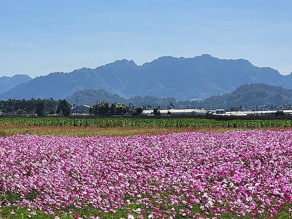 秋日花賞~~ 2023新社花海暨「台中國際花毯節」