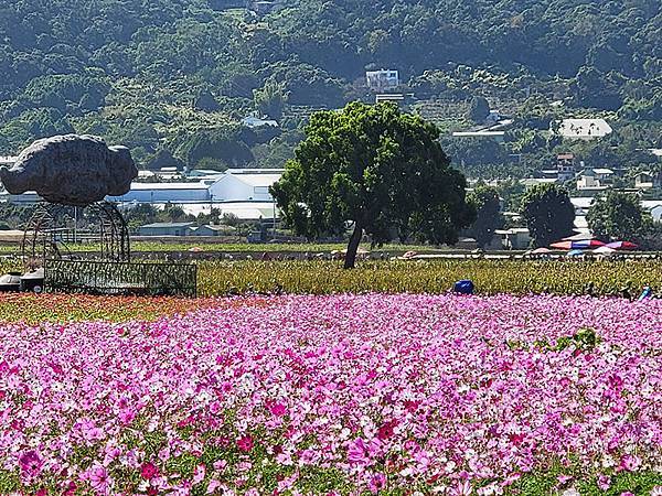 秋日花賞~~ 2023新社花海暨「台中國際花毯節」