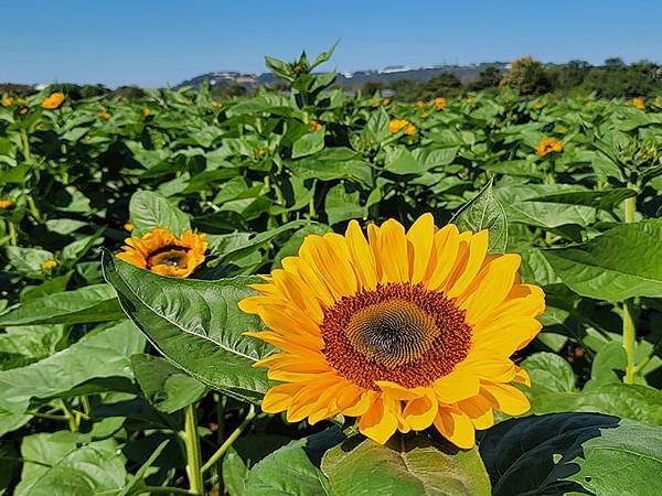 秋日花賞~~ 2023新社花海暨「台中國際花毯節」