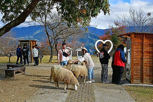 冬之繽紛~~漫步在清境「天空步道」、「青青草原」