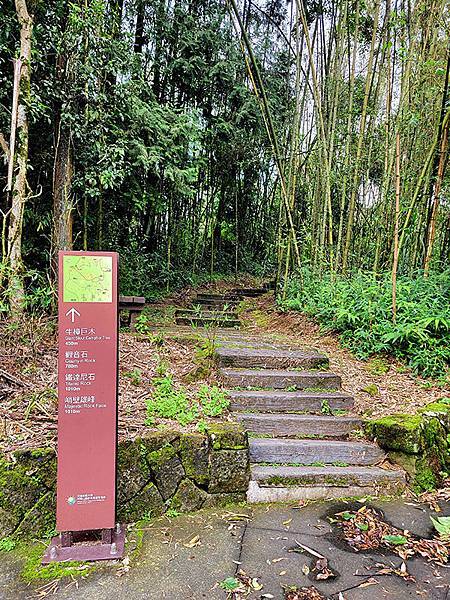 綠野遊蹤~~嘉義「頂湖步道」森呼吸