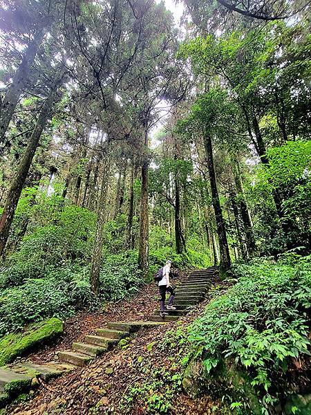 綠野遊蹤~~嘉義「頂湖步道」森呼吸