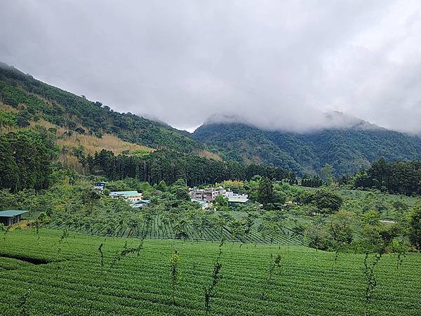 綠野遊蹤~~嘉義「頂湖步道」森呼吸