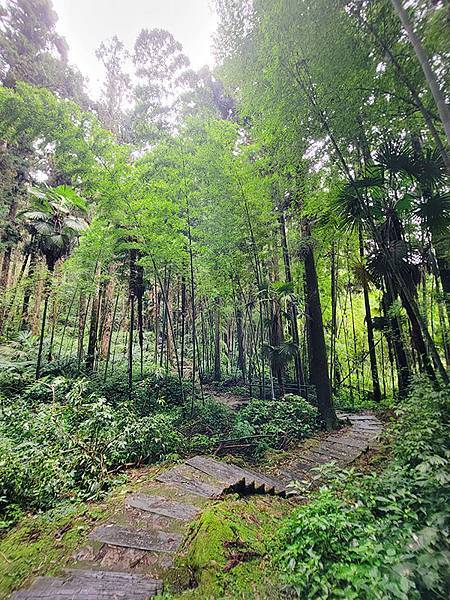 綠野遊蹤~~嘉義「頂湖步道」森呼吸