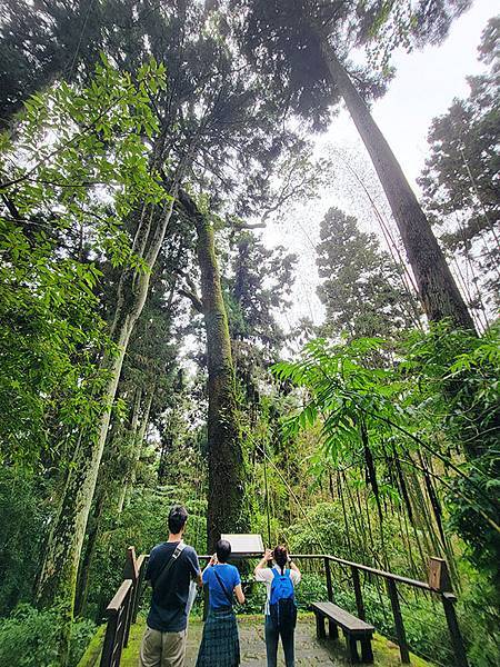 綠野遊蹤~~嘉義「頂湖步道」森呼吸