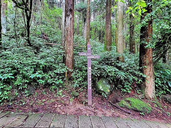 綠野遊蹤~~嘉義「頂湖步道」森呼吸