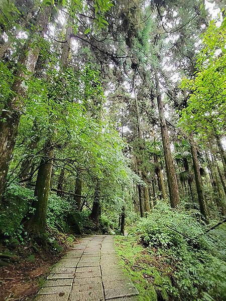 綠野遊蹤~~嘉義「頂湖步道」森呼吸