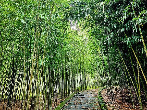 綠野遊蹤~~嘉義「頂湖步道」森呼吸