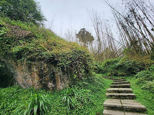 綠野遊蹤~~嘉義「頂湖步道」森呼吸