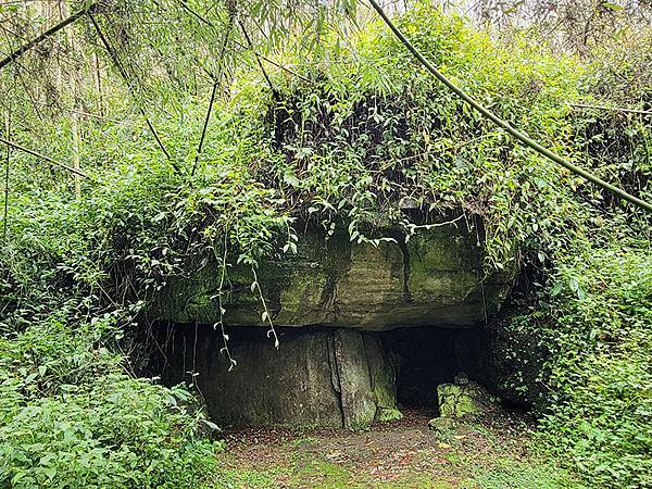 綠野遊蹤~~嘉義「頂湖步道」森呼吸