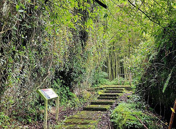 綠野遊蹤~~嘉義「頂湖步道」森呼吸