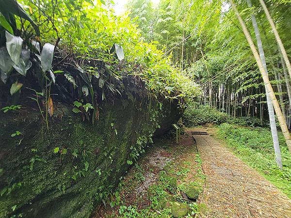 綠野遊蹤~~嘉義「頂湖步道」森呼吸