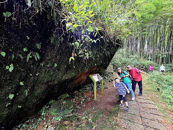 綠野遊蹤~~嘉義「頂湖步道」森呼吸