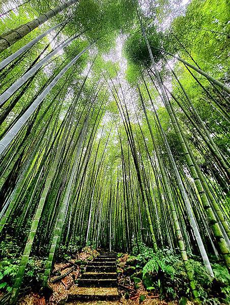 綠野遊蹤~~嘉義「頂湖步道」森呼吸