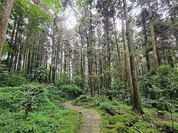 綠野遊蹤~~嘉義「頂湖步道」森呼吸