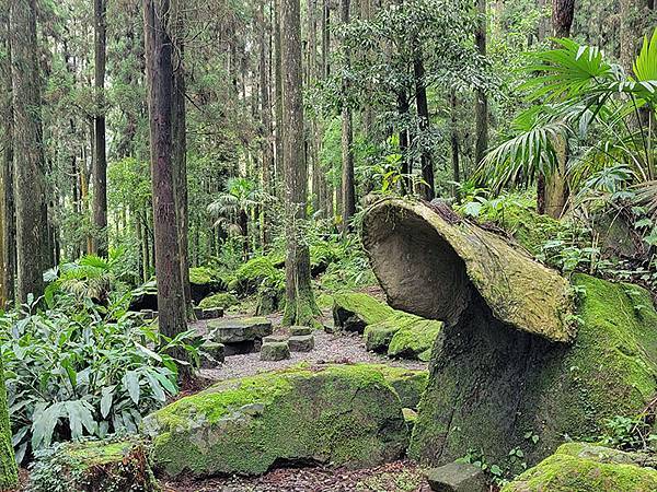 綠野遊蹤~~嘉義「頂湖步道」森呼吸