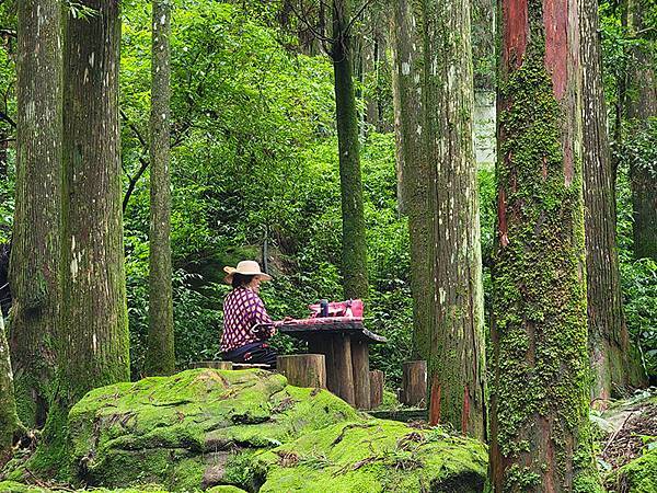 綠野遊蹤~~嘉義「頂湖步道」森呼吸