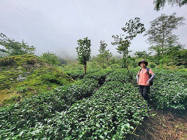 綠野遊蹤~~嘉義「頂湖步道」森呼吸