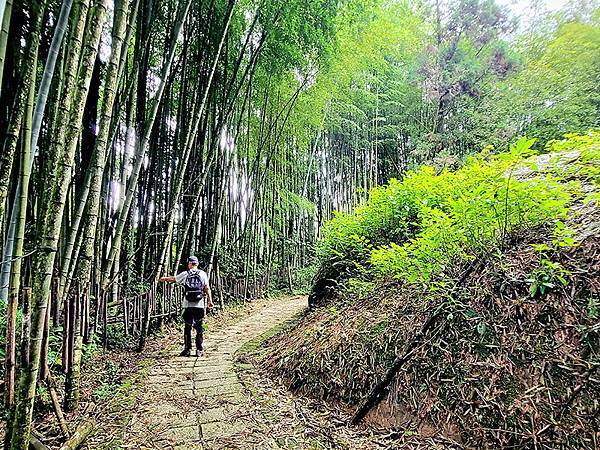 綠野遊蹤~~嘉義「頂湖步道」森呼吸