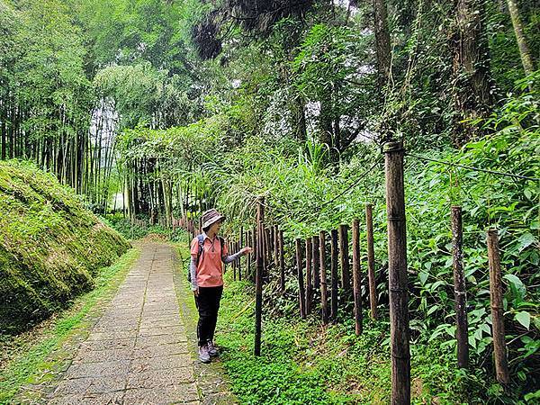 綠野遊蹤~~嘉義「頂湖步道」森呼吸