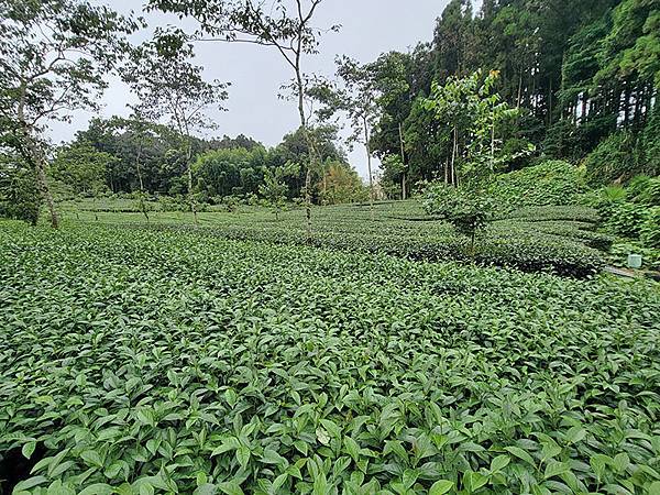 綠野遊蹤~~嘉義「頂湖步道」森呼吸