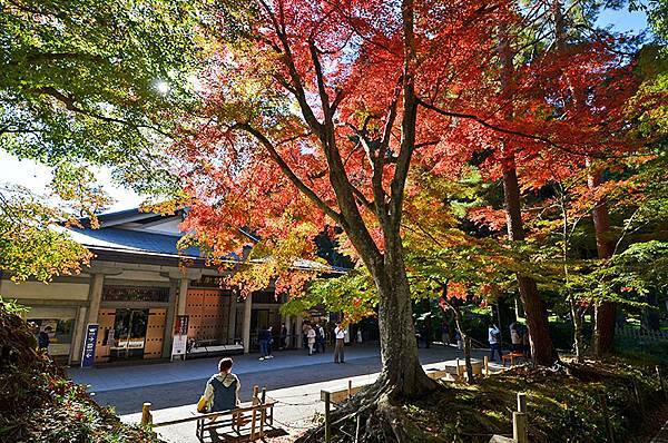 世界文化遺產~~「中尊寺」的秋日楓情