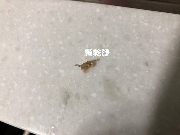 水管流出黃色液體？ 新竹 竹北 嘉德街 水管清洗 (管乾淨)