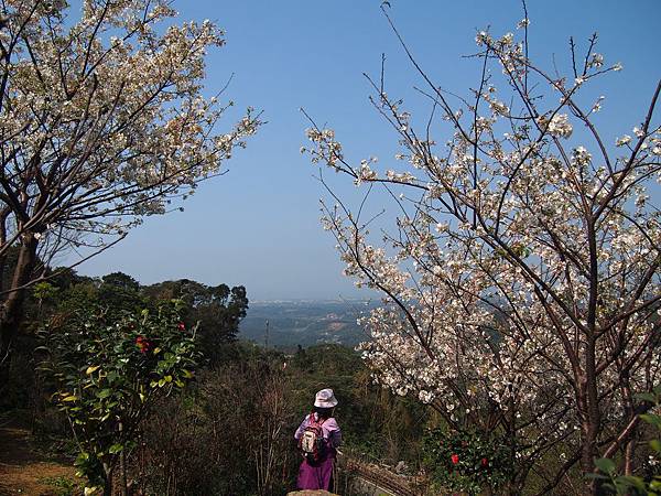 楓樹湖白櫻花 (18).jpg