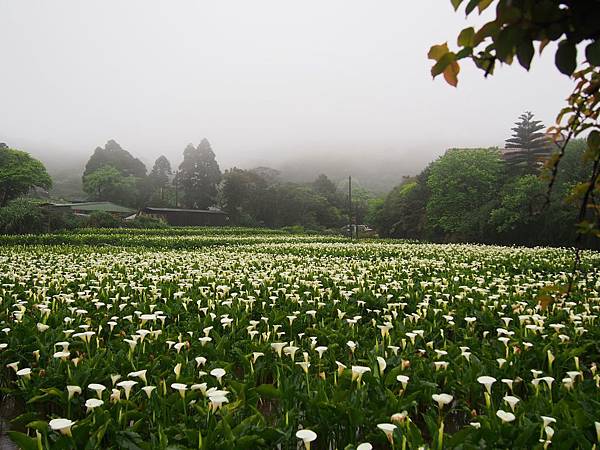 竹子湖海芋 (4).jpg