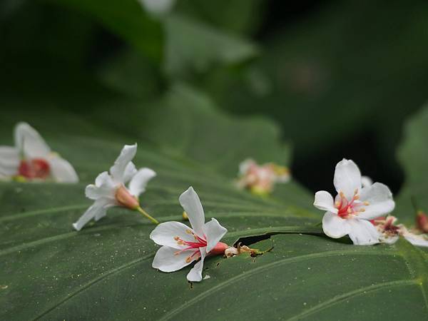 三生步道桐花 (15).jpg