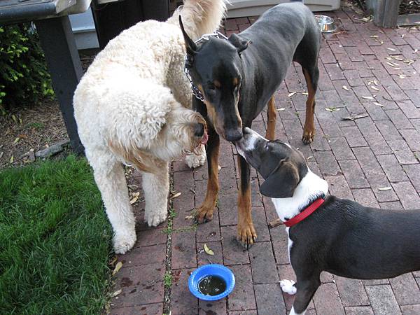 Boomer with his friends. Mickey and Zeus. 