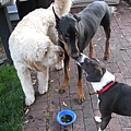 Boomer with his friends. Mickey and Zeus. 